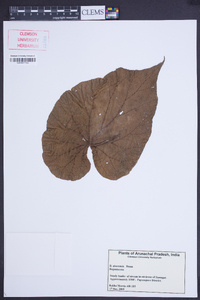 Begonia aborensis image