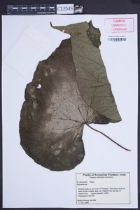 Begonia aborensis image