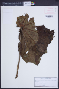 Begonia barkeri image