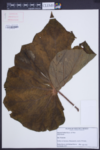 Begonia barkeri image