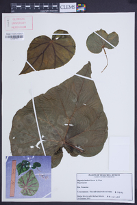 Begonia barkeri image