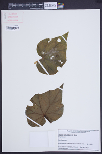 Begonia barkeri image