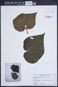 Begonia barkeri image