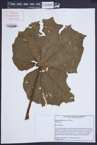 Begonia barkeri image