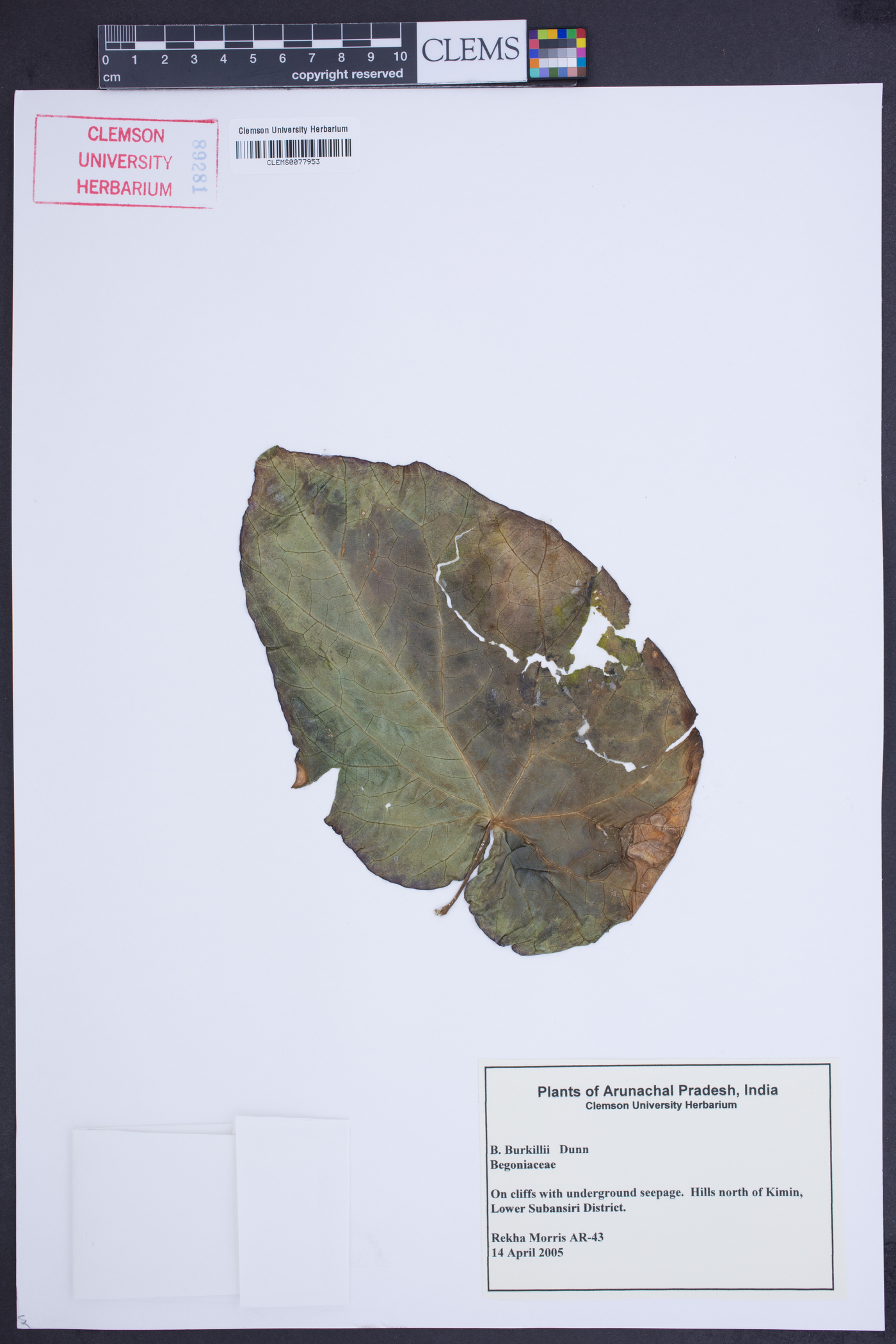 Begonia burkillii image