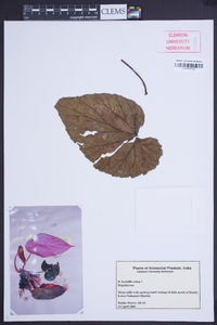 Begonia burkillii image