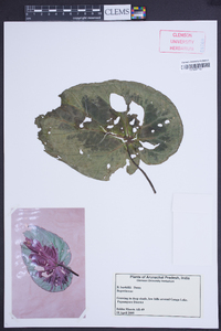 Begonia burkillii image