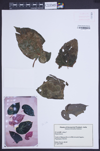 Begonia burkillii image