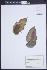 Begonia burkillii image