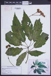 Begonia carolineifolia image