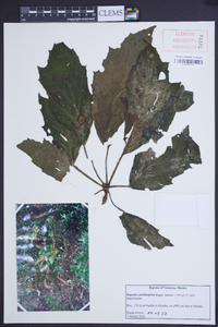 Begonia carolineifolia image