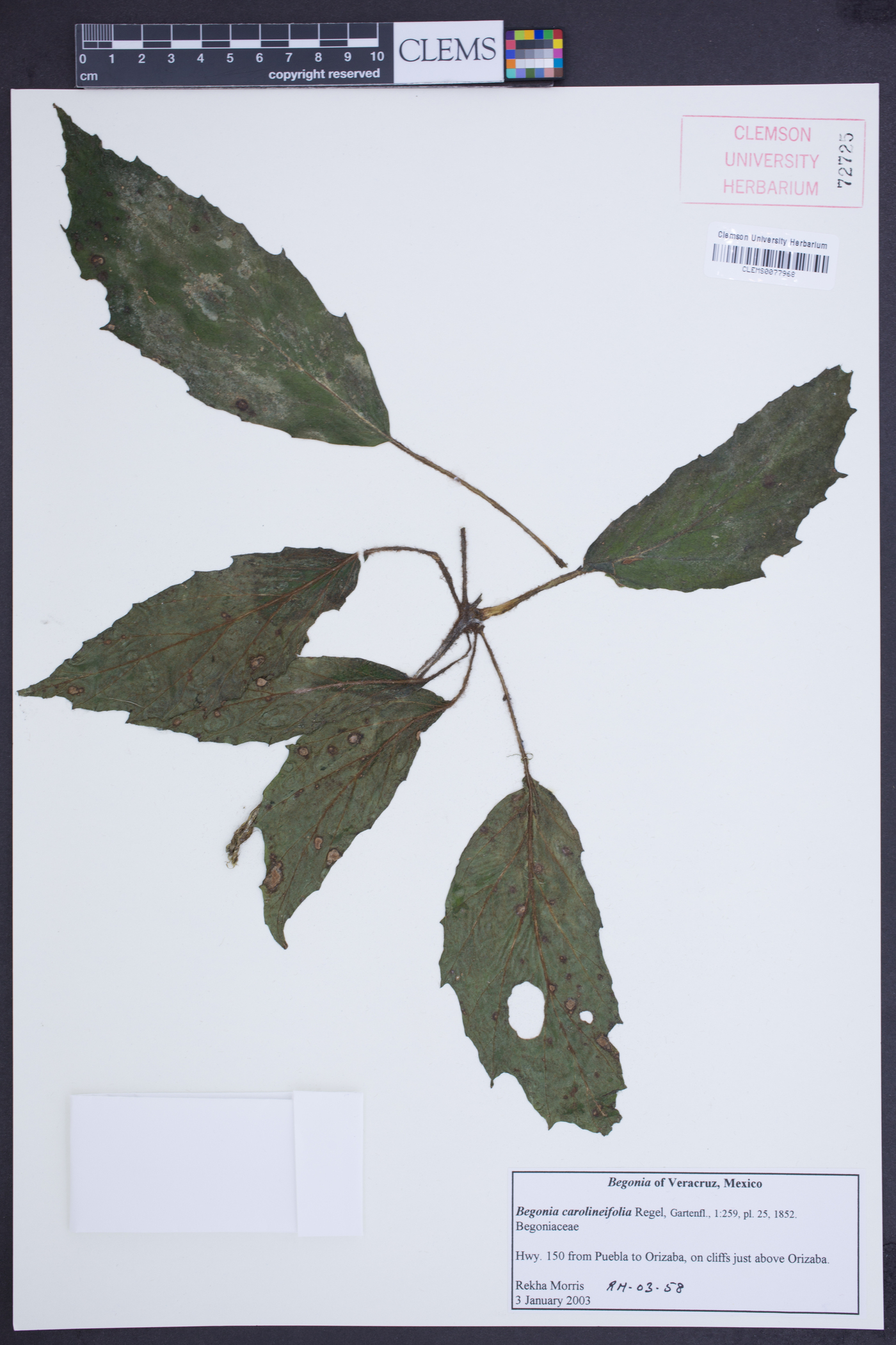 Begonia carolineifolia image