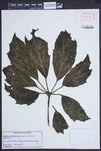 Begonia carolineifolia image