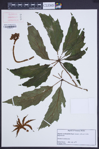 Begonia carolineifolia image