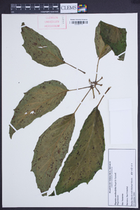 Begonia carolineifolia image