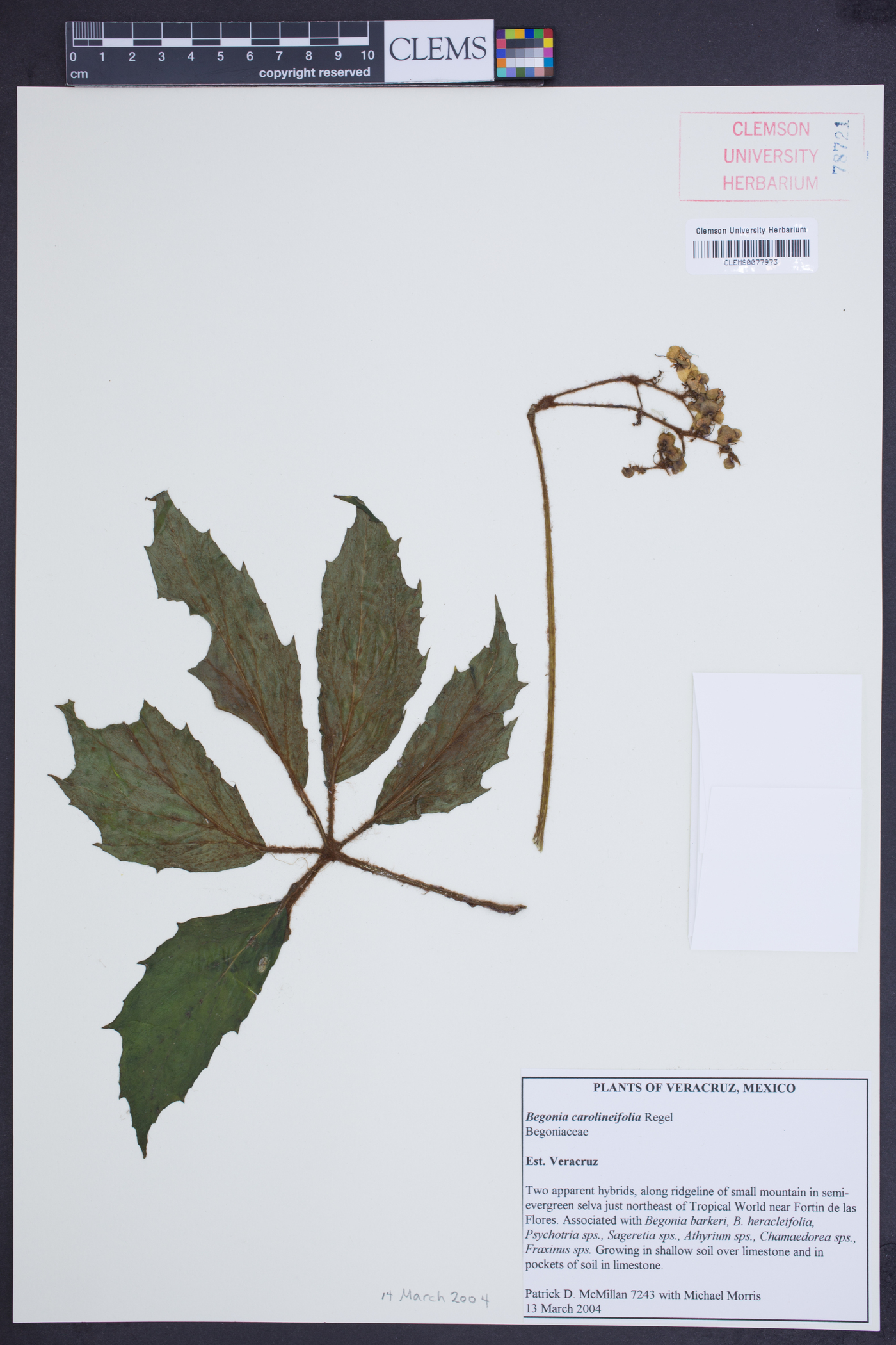 Begonia carolineifolia image