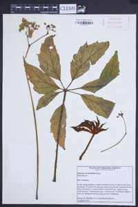 Begonia carolineifolia image