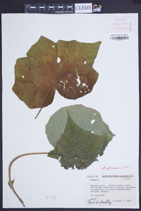 Begonia extranea image