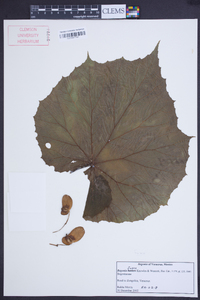 Begonia fusca image