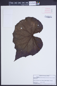 Begonia fusca image