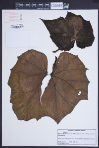 Begonia fusca image