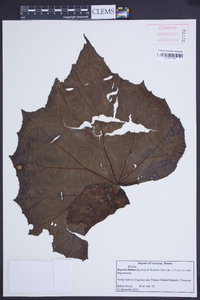 Begonia fusca image