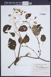 Begonia glabra image