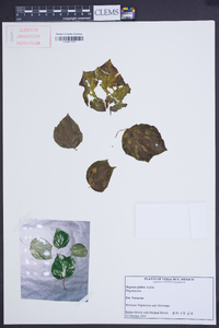 Begonia glabra image