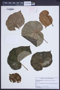 Begonia glandulosa image