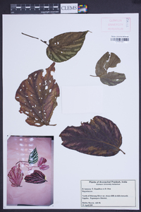 Begonia hatacoa image