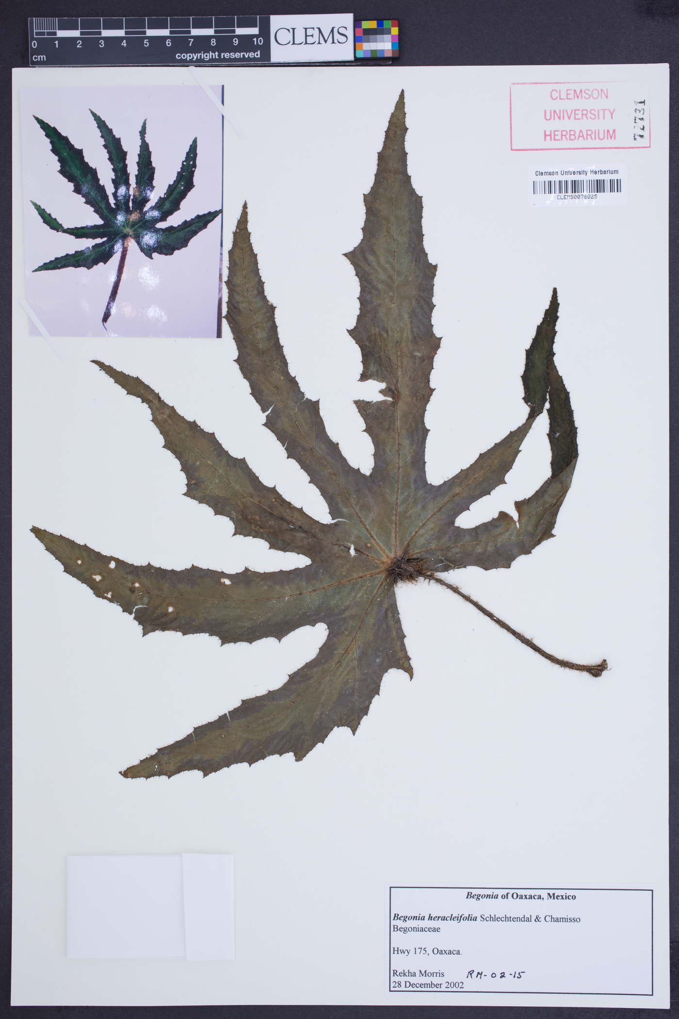 Begonia heracleifolia image