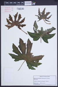 Begonia heracleifolia image