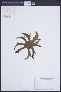 Begonia heracleifolia image