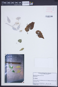 Begonia incarnata image