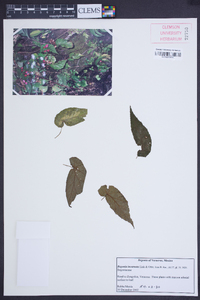 Begonia incarnata image