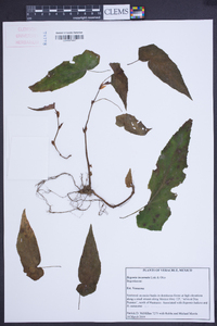 Begonia incarnata image