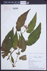 Begonia incarnata image