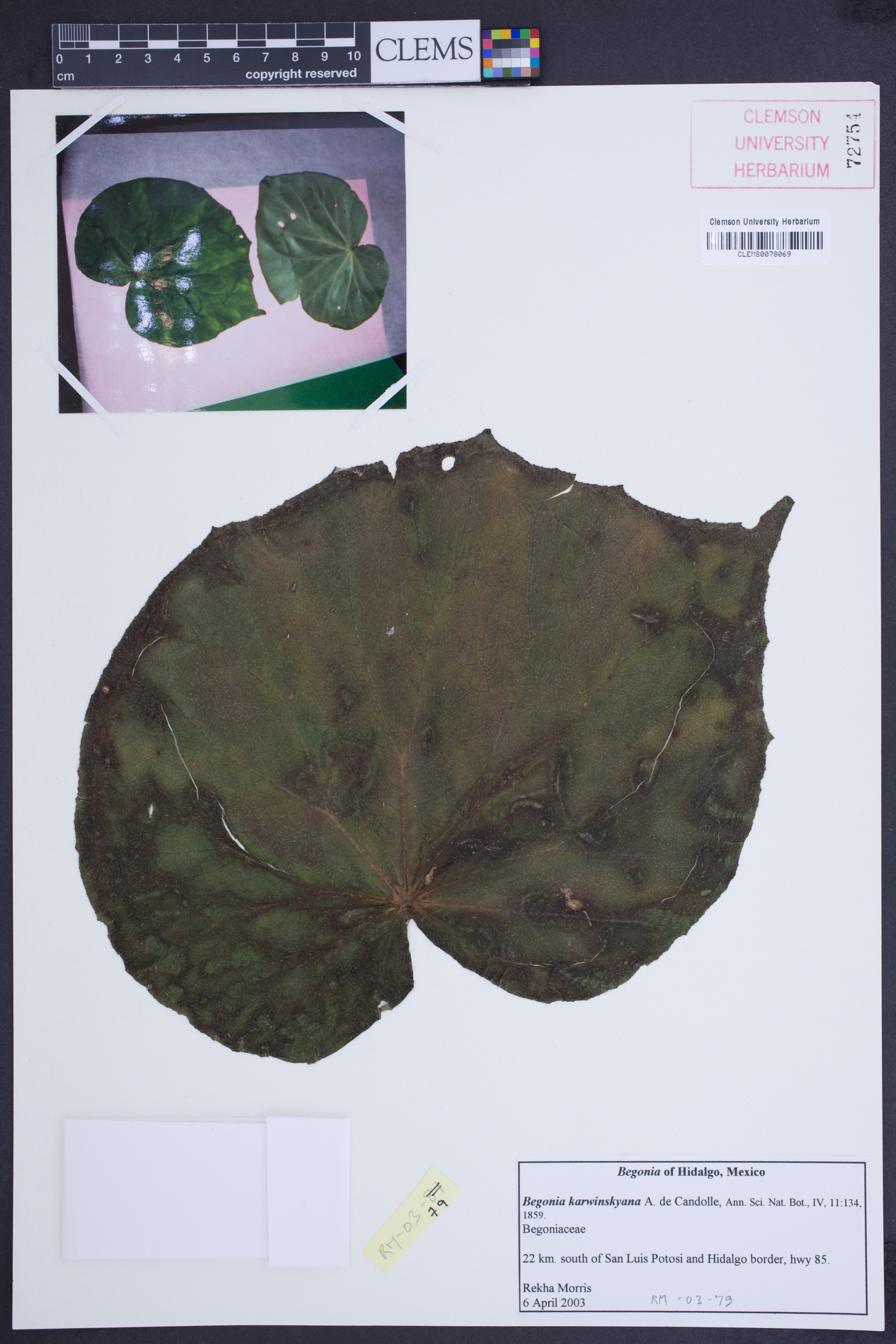 Begonia karwinskyana image