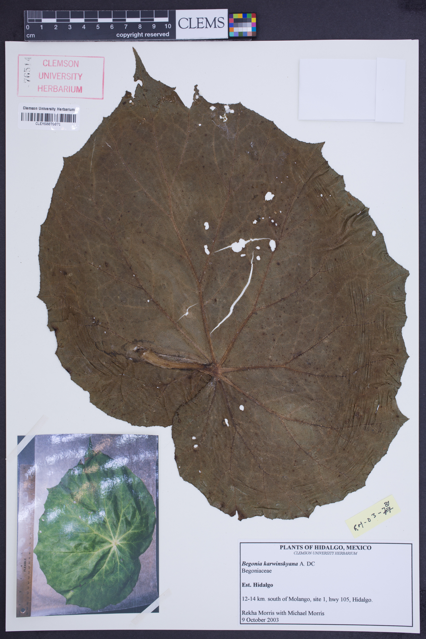 Begonia karwinskyana image