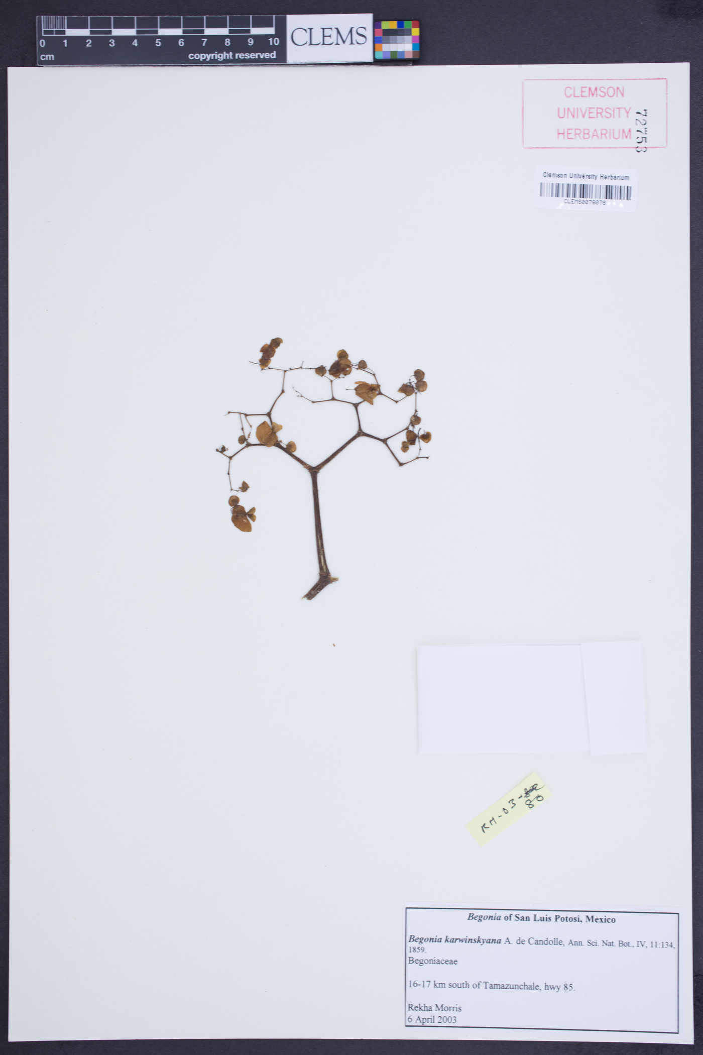 Begonia karwinskyana image
