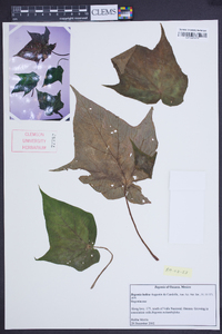 Begonia ludicra image