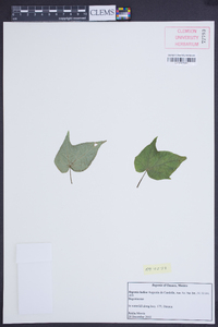 Begonia ludicra image