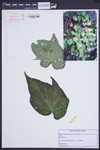 Begonia ludicra image