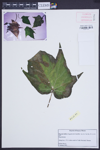 Begonia ludicra image