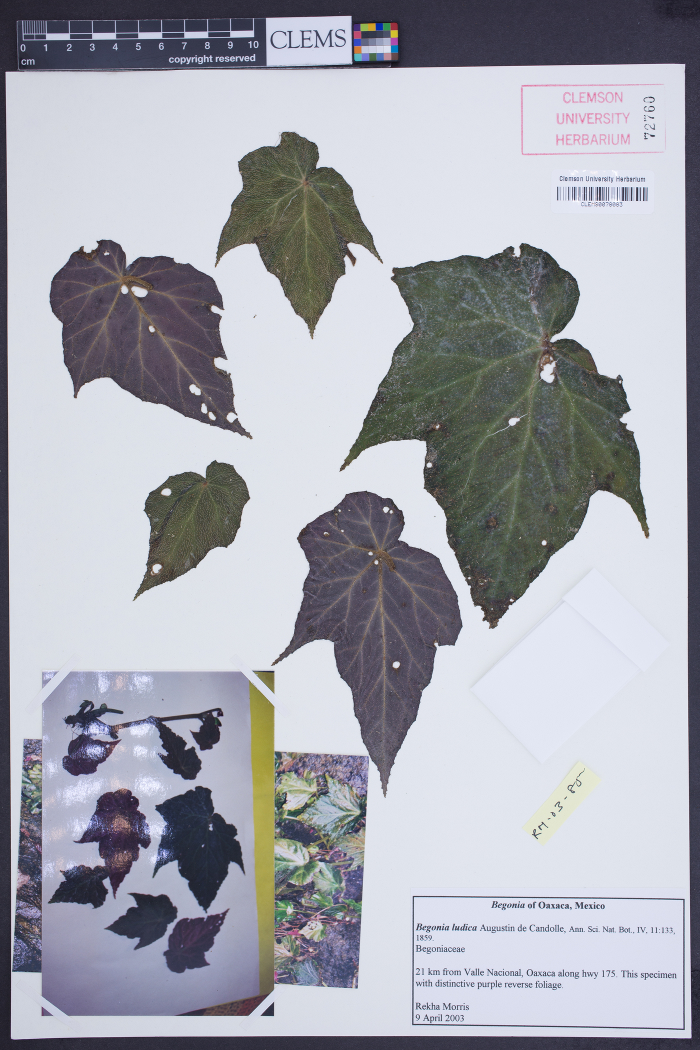 Begonia ludicra image