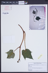 Begonia ludicra image