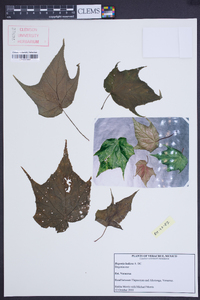 Begonia ludicra image