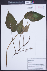 Begonia ludicra image