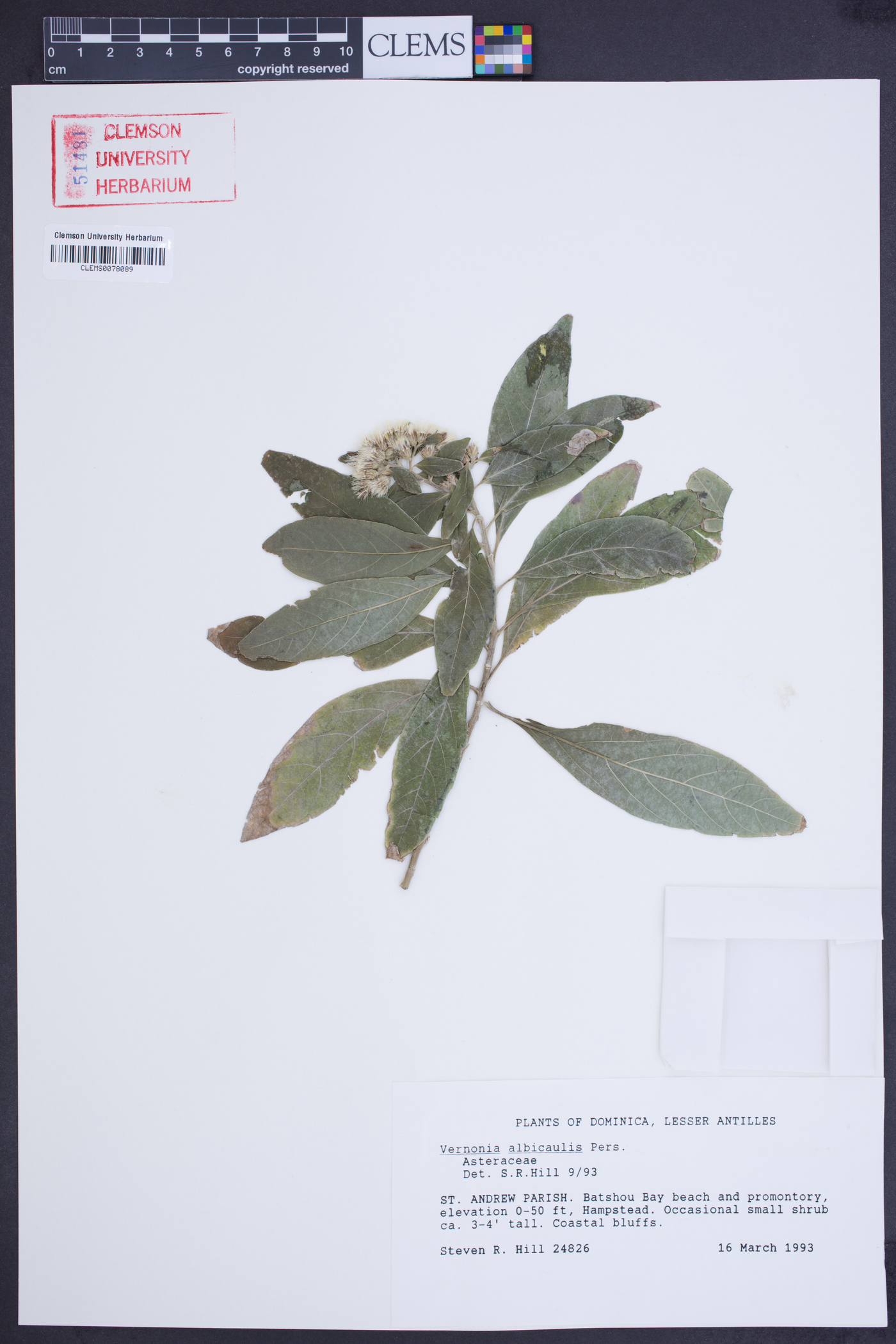 Vernonia albicaulis image