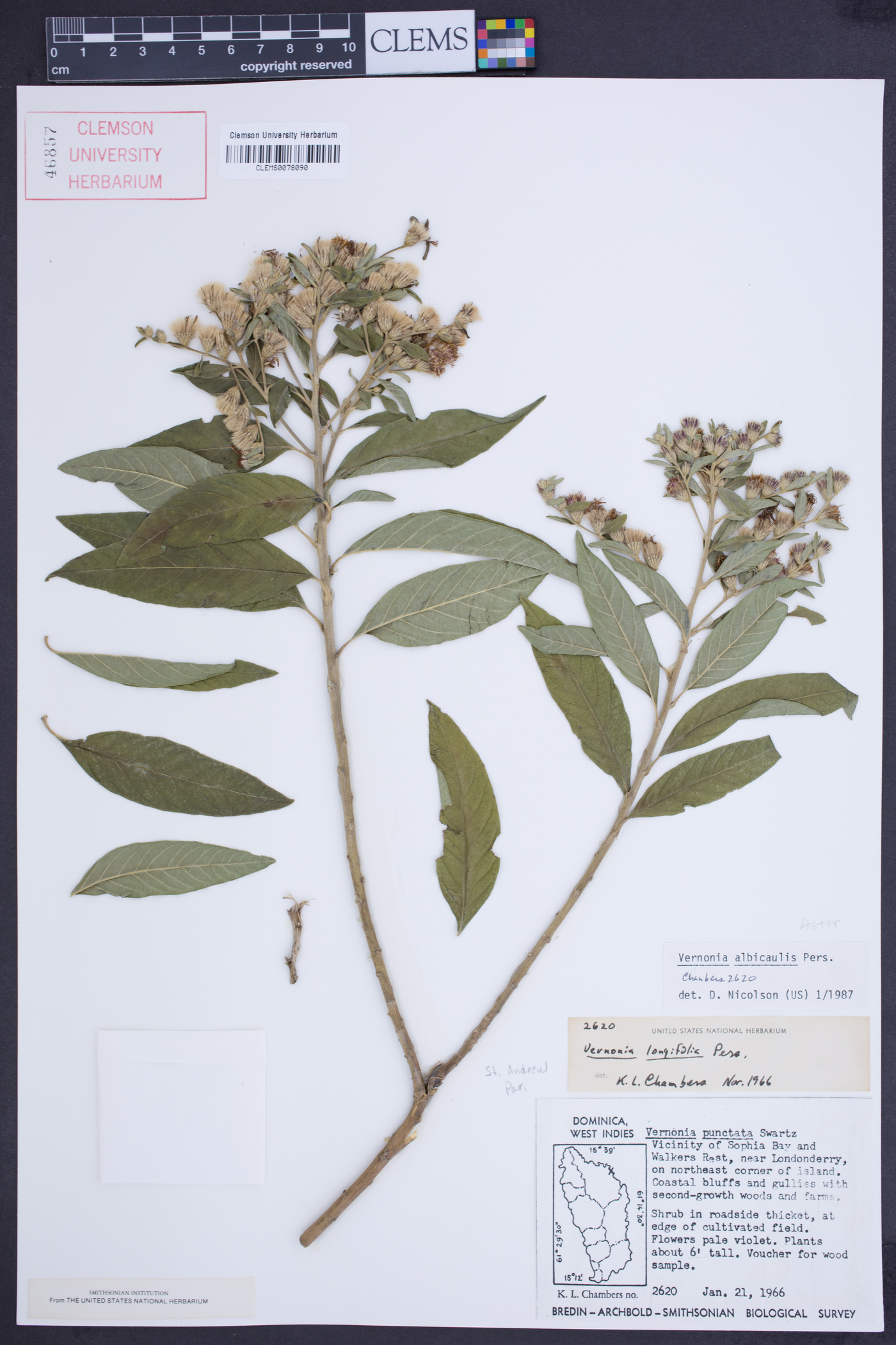 Vernonia albicaulis image